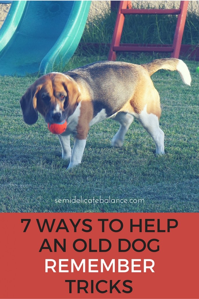 7 WAYS TO HELP an old dog remember new tricks (1)