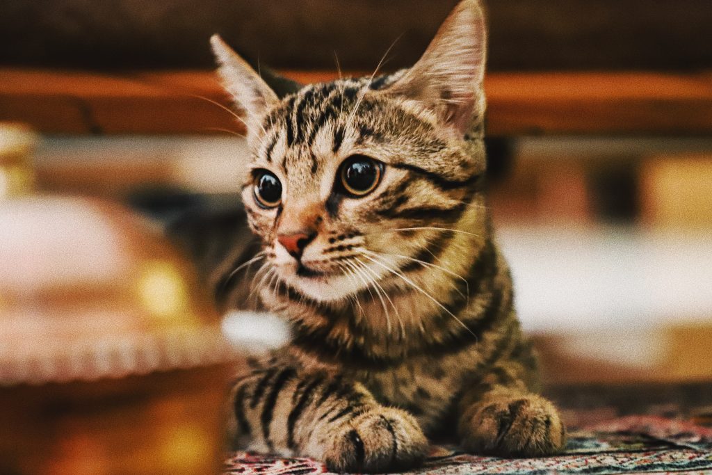 Purr-Fect Quotes About Cats For Any Cat Lover